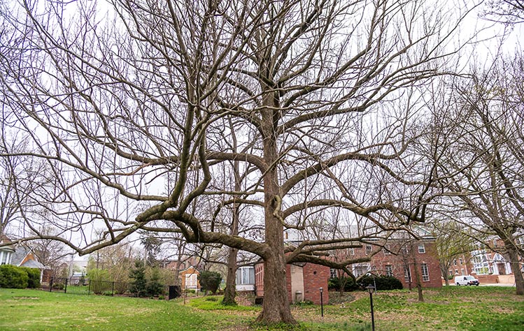 Full width of the tree without foliage