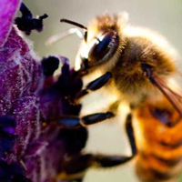 Endowed Professor's Bee-Tracking Research in the News