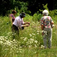 STL Bee Blitz Attracts More than 60 Community Scientists