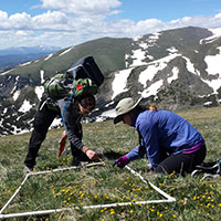 Researchers studying alpine bumblebees