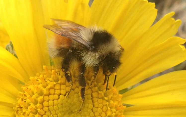 Bumble the Bee: The most popular person at the ballpark (+video) - Deseret  News