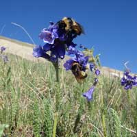 Webster University Professor Uses Microphones, iPads to Track Pollinating Bees in New Study