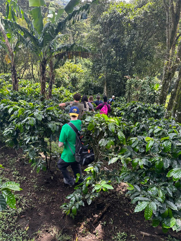Study abroad students traverse through a jungle as they explore the landscape of Costa Rica.