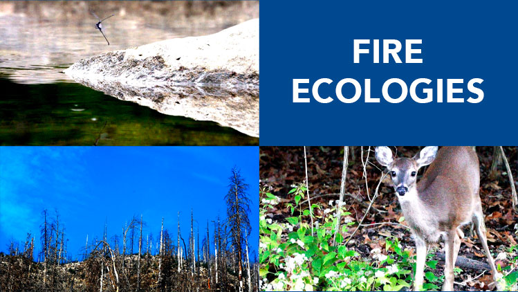 Fire Ecologies