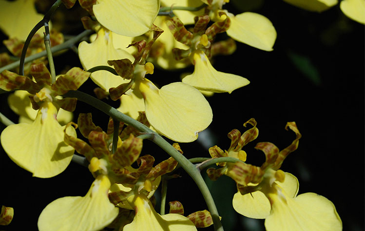 Yellow orchids on a dark background.