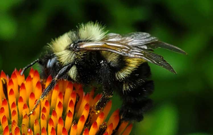 Honey Bees vs Bumble Bees: A Closer Look - Carolina Honeybees