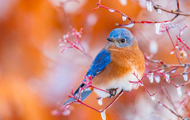 A bird photographed by Noppadol Paothong