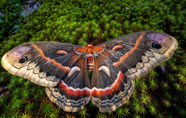 Butterfly photo taken by Noppadol Paothong