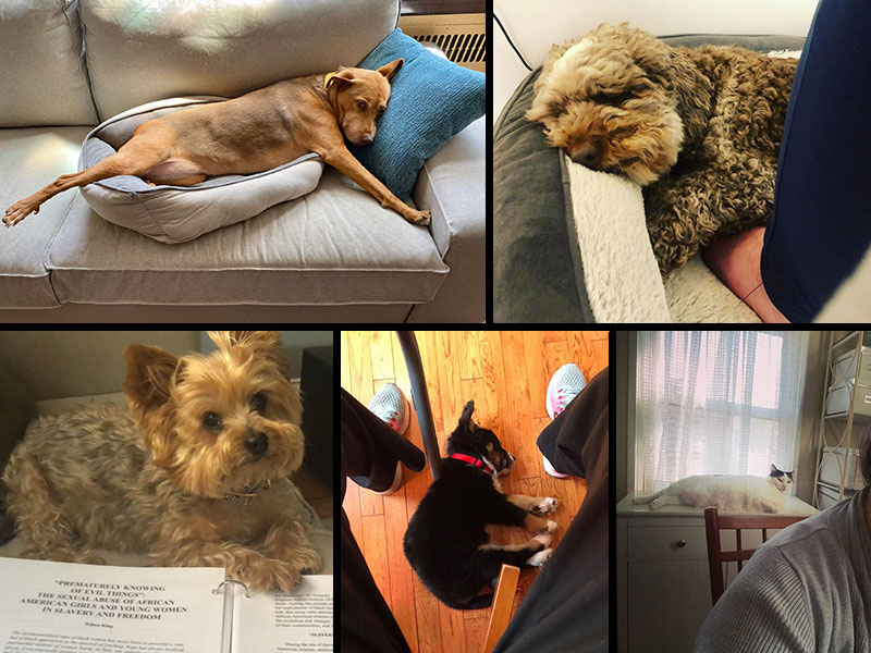 animals