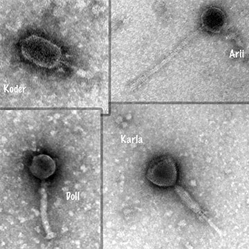 Four phages are visualized in black and white, each with a unique structure and name next to it - from left to right, Koder, Arii, Doll and Karla.