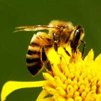 Volunteers Sought for Backyard Bee Project