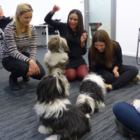 Puppies and (No) Procrastination: Vienna preps for finals week