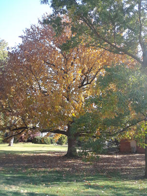 Tree at full foliage