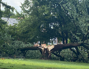 Tree after the storm